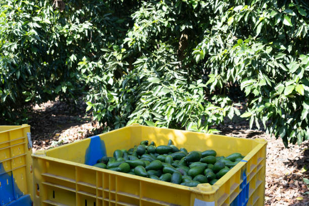 Ettinger avocado after picking in container stock photo