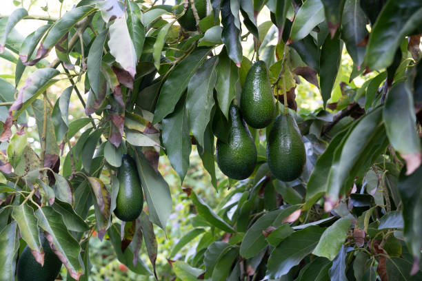 Ettinger avocado hangs on the tree for picking stock photo