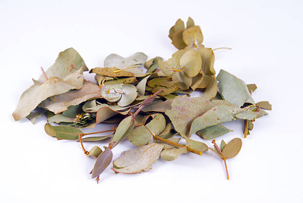 Eucalyptus in white background stock photo