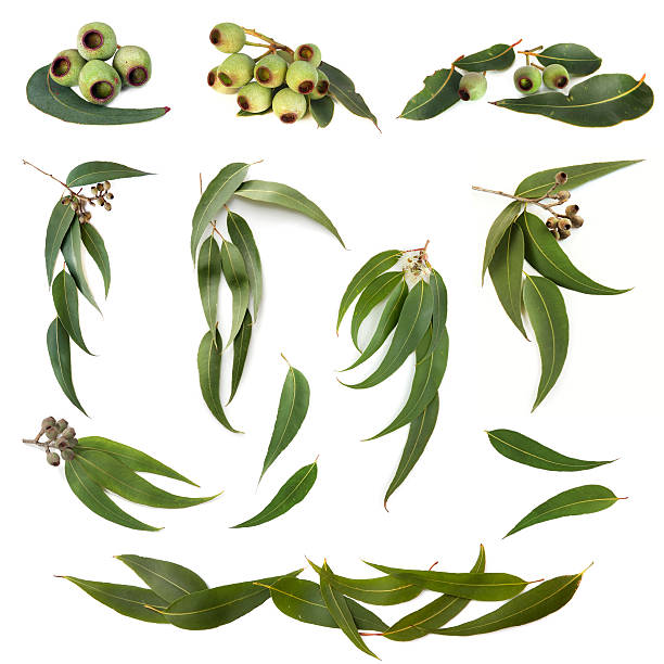 Eucalyptus Leaves Collection stock photo