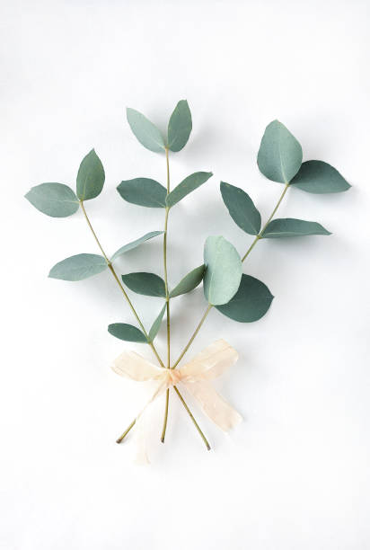 Eucalyptus on white background.  Fresh eucalyptus leaves. Flat lay, top view.  Items for Wedding or greeting cards. stock photo