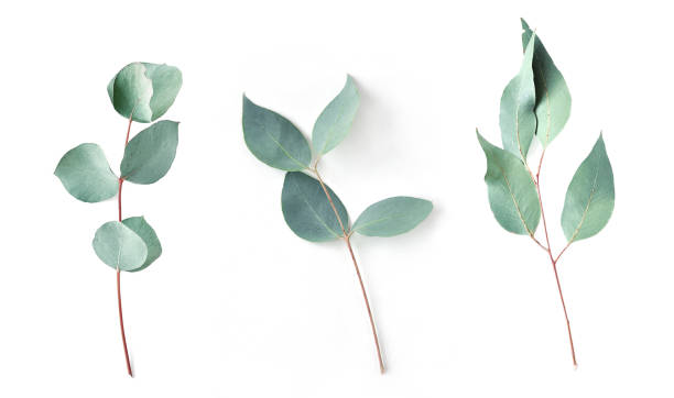 Eucalyptus on white background.  Fresh eucalyptus leaves. Flat lay, top view.  Items for Wedding or greeting cards. stock photo