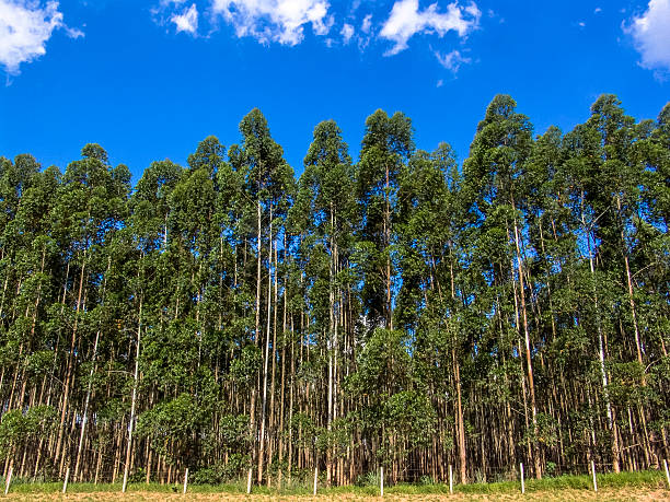 eucalyptus tree stock photo