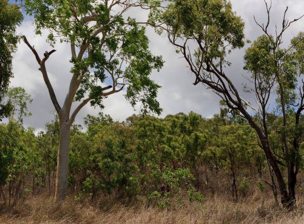 Eucalyptus Trees and Dry Grass stock photo