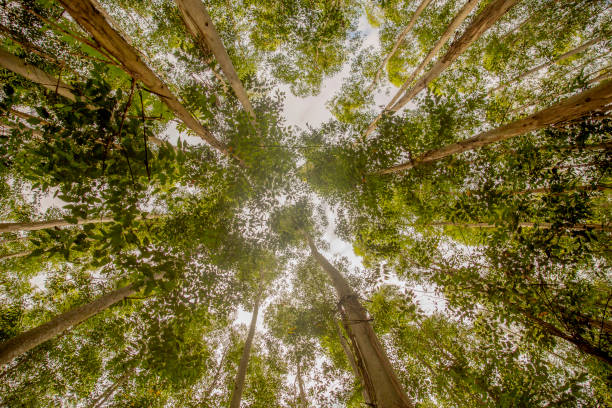 Eucalyptus-Tree Canopy Treetops in forests. grove photos stock pictures, royalty-free photos & images