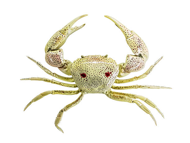 Crab Pinch Stock Photos, Pictures & Royalty-Free Images - iStock