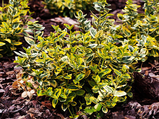 Euonymus fortunei 'Emerald'n'Gold' stock photo