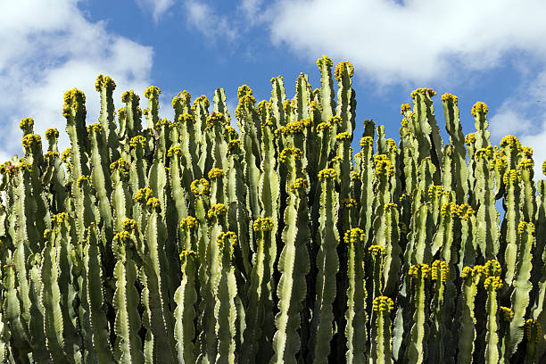 Euphorbia Ingens in flower, botanical garden, Lanzarote, Canary Islands. stock photo