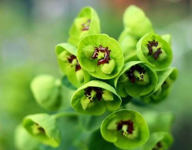 Euphorbia stock photo