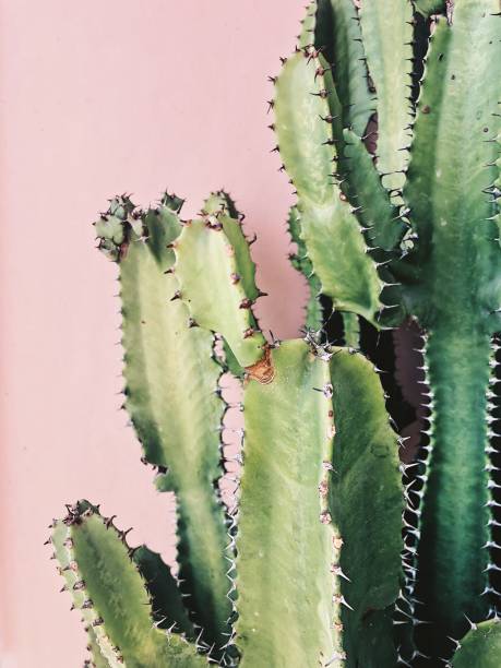 cactus euphorbia-trigona - needle spiking stockfoto's en -beelden