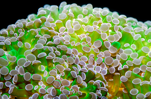 Euphyllia coral colony