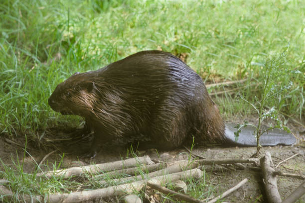 Eurasian Beaver stock photo