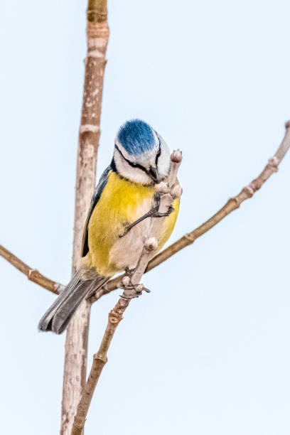 Eurasian Blue Tit perched on a tree branch stock photo
