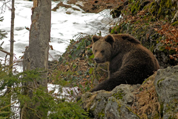 Eurasian Brown Bear stock photo