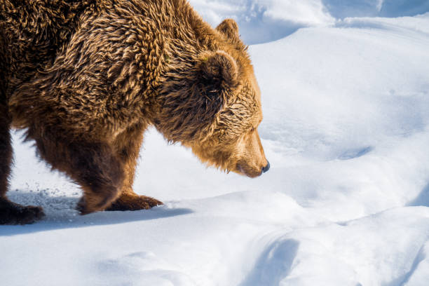 Eurasian brown bear (Ursus arctos arctos) trailing a scent in the wilderness of the Austrian alpine region stock photo