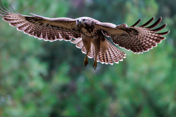 Eurasian buzzard flying in forest area stock photo
