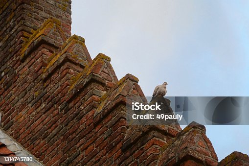 istock Eurasian collared dove. 1314745780