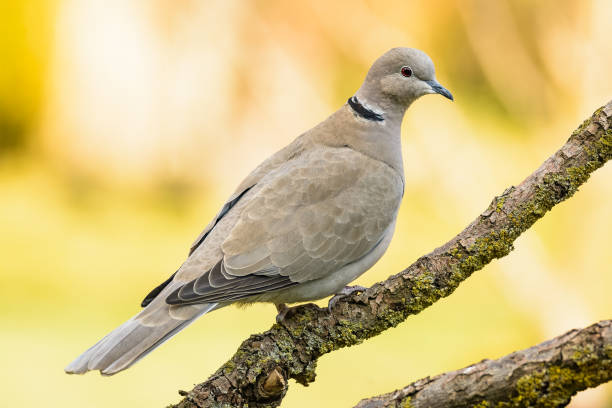 Eurasian collared dove sitting on a branch stock photo