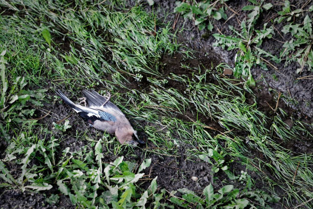 Eurasian Jay bird hit by car. Garrulus glandarius animal stock photo