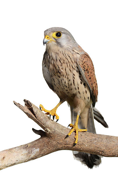 Eurasian Kestrel (Falco tinnunculus) stock photo