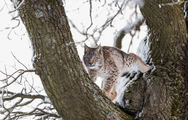euraziatische lynx, een welp van een wilde kat in de sneeuw. mooie jonge lynx in de wilde de winteraard natuur. de leuke baby lynx gangen op een weide in de winter, koude voorwaarden. - euraziatische lynx stockfoto's en -beelden