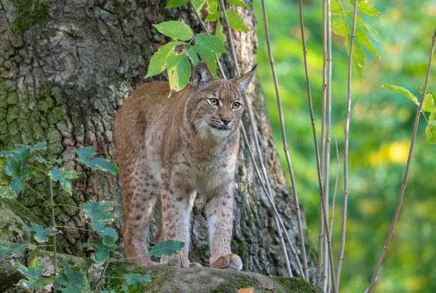 euraziatische lynx - euraziatische lynx stockfoto's en -beelden