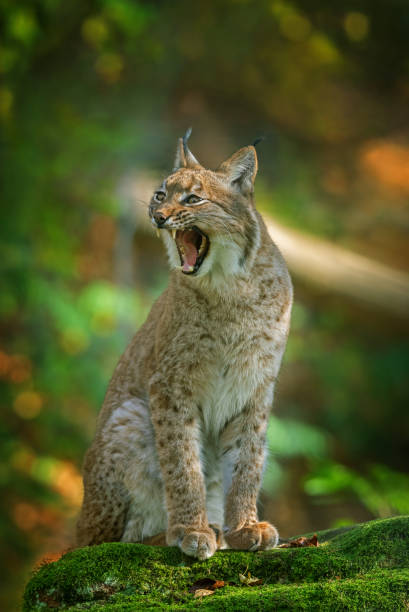 euraziatische lynx - euraziatische lynx stockfoto's en -beelden