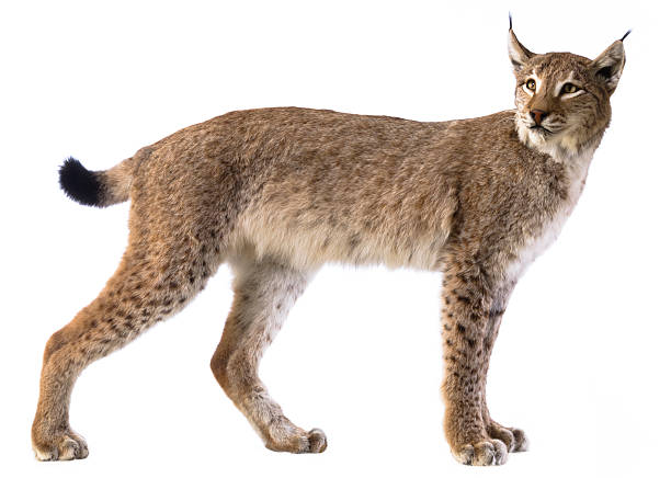 eurasian lynx - euraziatische lynx stockfoto's en -beelden