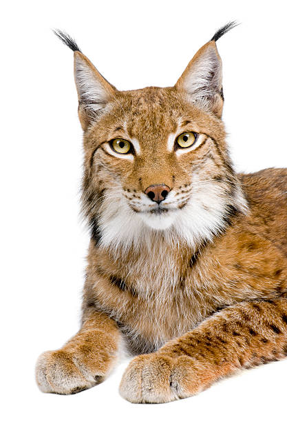 eurasian lynx (5 years old) - euraziatische lynx stockfoto's en -beelden