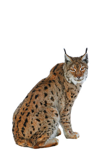 euraziatische lynx (lynx lynx) portret tegen witte achtergrond - euraziatische lynx stockfoto's en -beelden