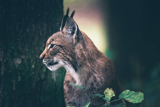 euraziatische lynx zitten in bos. zijaanzicht. - lynx stockfoto's en -beelden