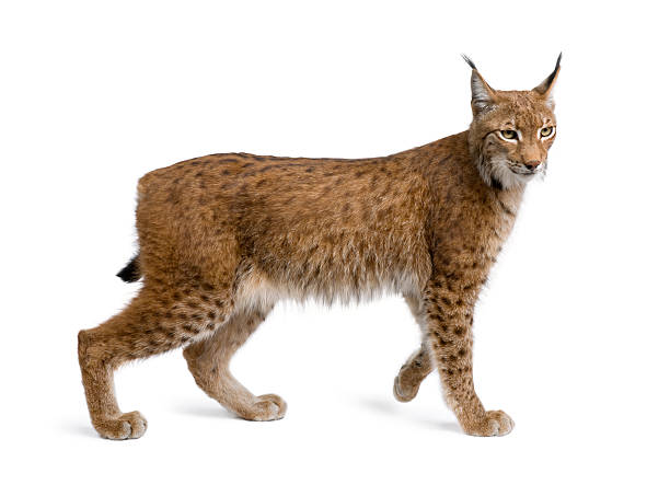 Eurasian Lynx standing in front of white background  lynx stock pictures, royalty-free photos & images