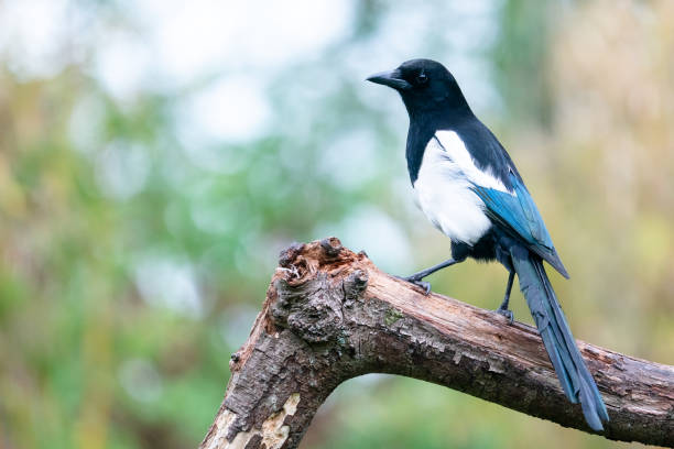 Eurasian Magpie is perching on a branch stock photo