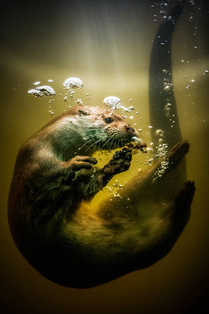 Eurasian Otter Eurasian Otter underwater otter photos stock pictures, royalty-free photos & images