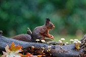 Eurasian red squirrel (Sciurus vulgaris) searching for food between the mushrooms in autumn  in the forest of Drunen, Noord Brabant in the Netherlands.