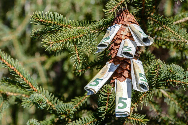 Euro bills stuck in a pine cone. stock photo