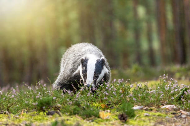 European badger iith his head bowed in the heather. stock photo