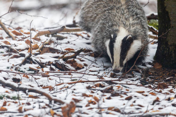 European Badger in the snow forest stock photo