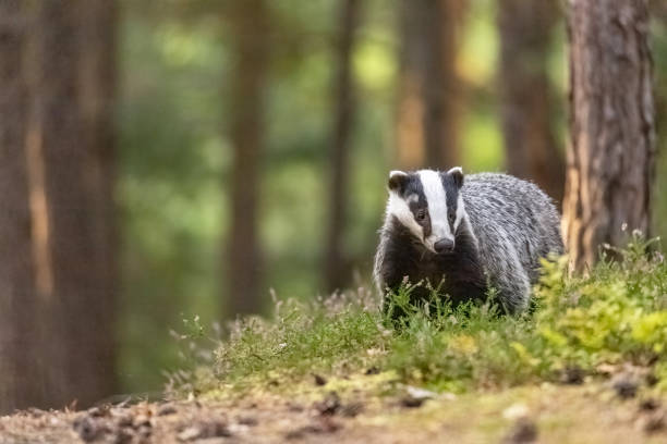 European badger is posing in the forest. stock photo