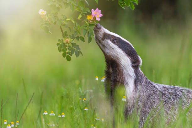 European badger is sniffing flowering wild rose. stock photo