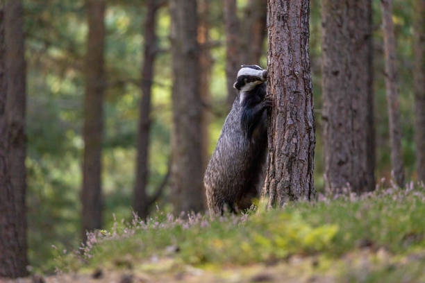 European badger is standing on his hind legs leaning against a tree stock photo