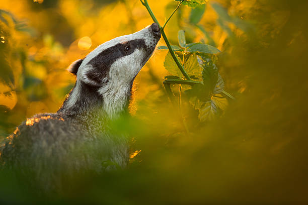 European Badger (Meles meles) stock photo