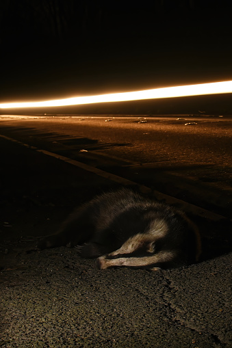 European Badger Road Kill\n\nPlease view my portfolio for other wildlife photos.