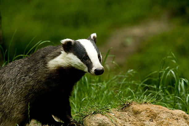 European Badger standing on mound hunting for food stock photo