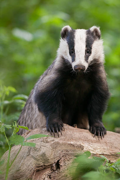 European Badger - vertical portrait stock photo