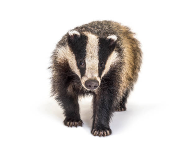European badger walking towards the camera, six months old, isolated stock photo