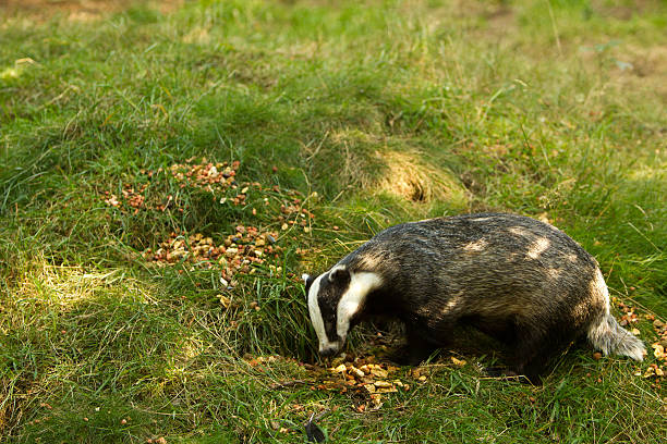 European Badger with caption space. Focus on foreground stock photo