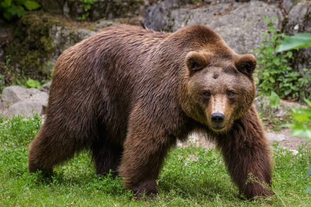European brown bear stock photo