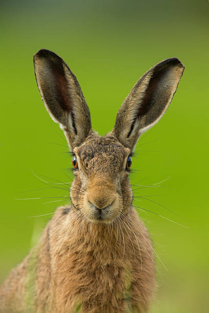 European brown hare - Lepus europaeus stock photo