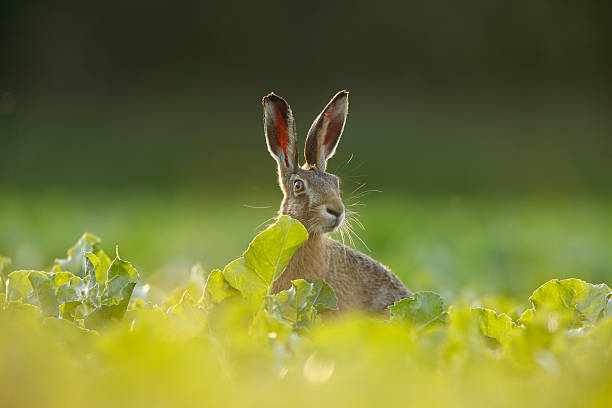 European brown hare - Lepus europaeus stock photo